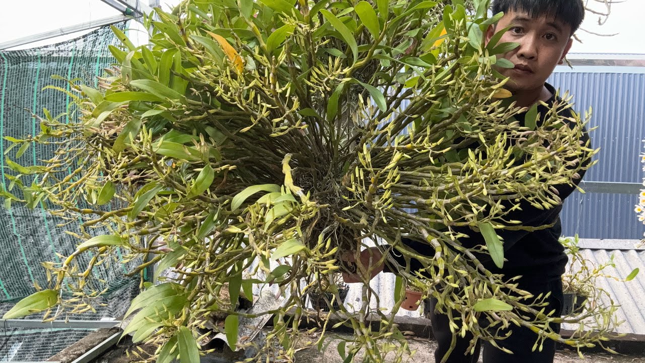 (22/2) EM HUYỀN LAI CHÂU BÁN PHONG LAN RỪNG THUẦN 0855402333