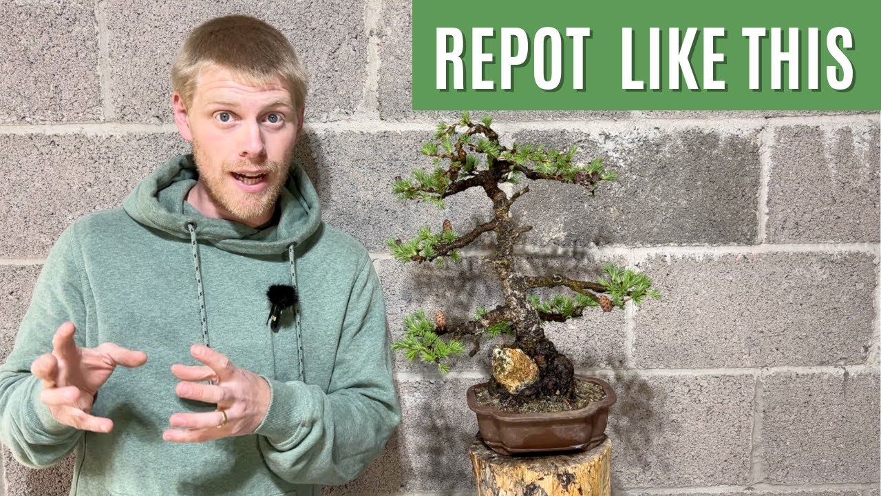 My Entire Larch Bonsai Repotting Routine (10 Years of Experience in One Video)