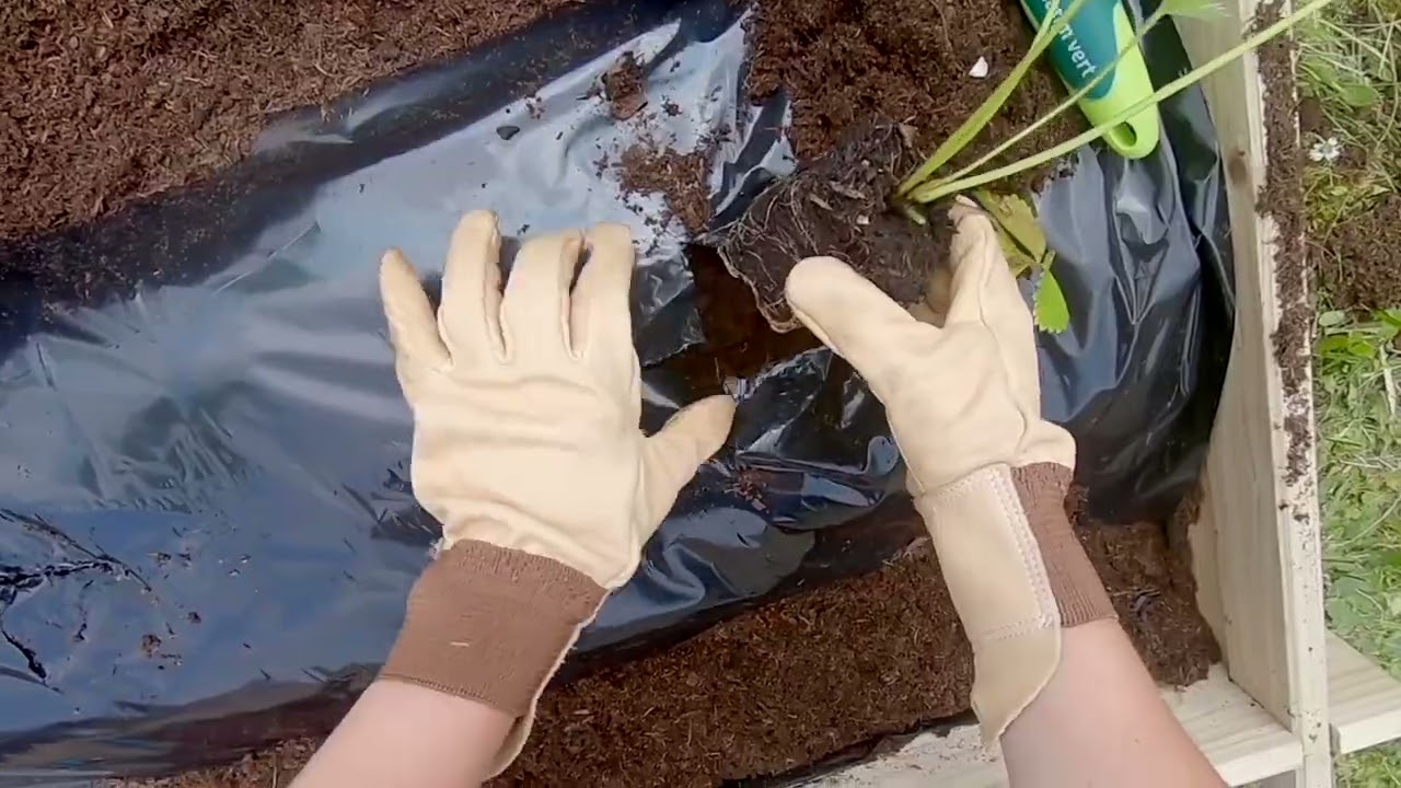 Tuto - Comment cultiver ses fraisiers sur films plastiques ?