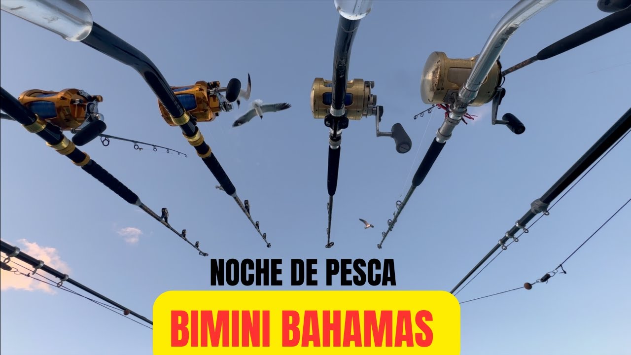 PESCANDO CON SARDINA EN LA NOCHE