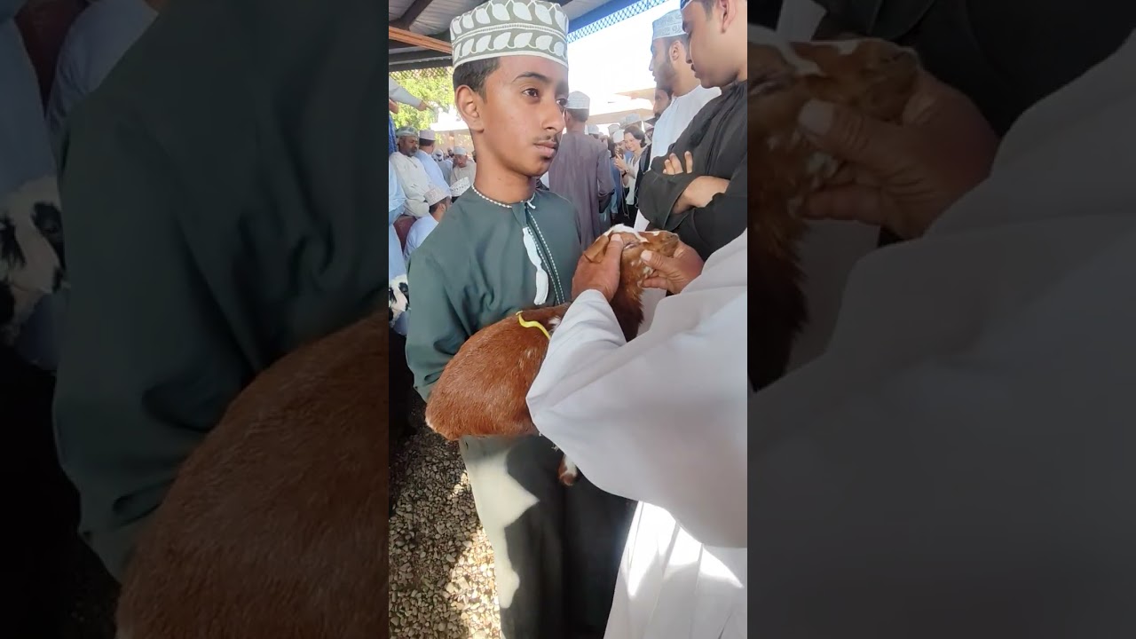 مزاد الأبقار والماعز في Nizwa Souq | Vlog اليوم #سوق_نزوى #مزاد_الأبقار #مزاد_الماعز #عمان #Vlog