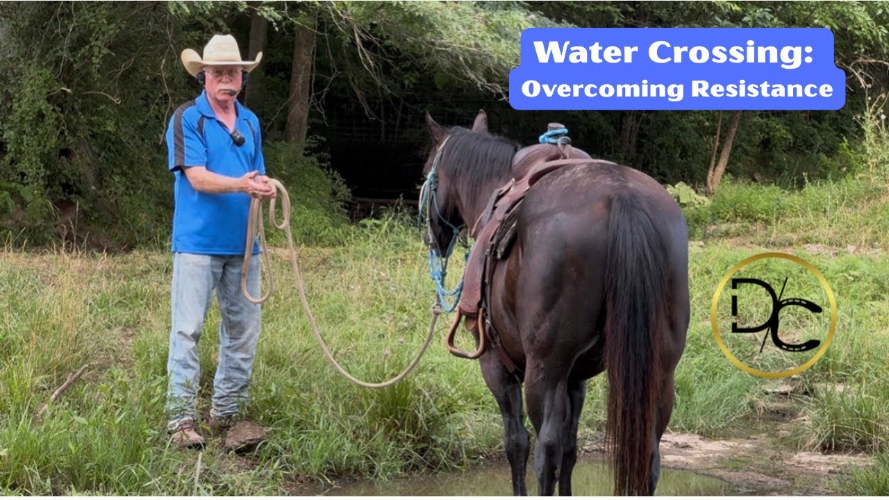 Resistance: Teaching your horse to cross water