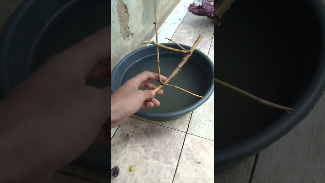 perhatikan tes bambu petuk asli ! #shorts