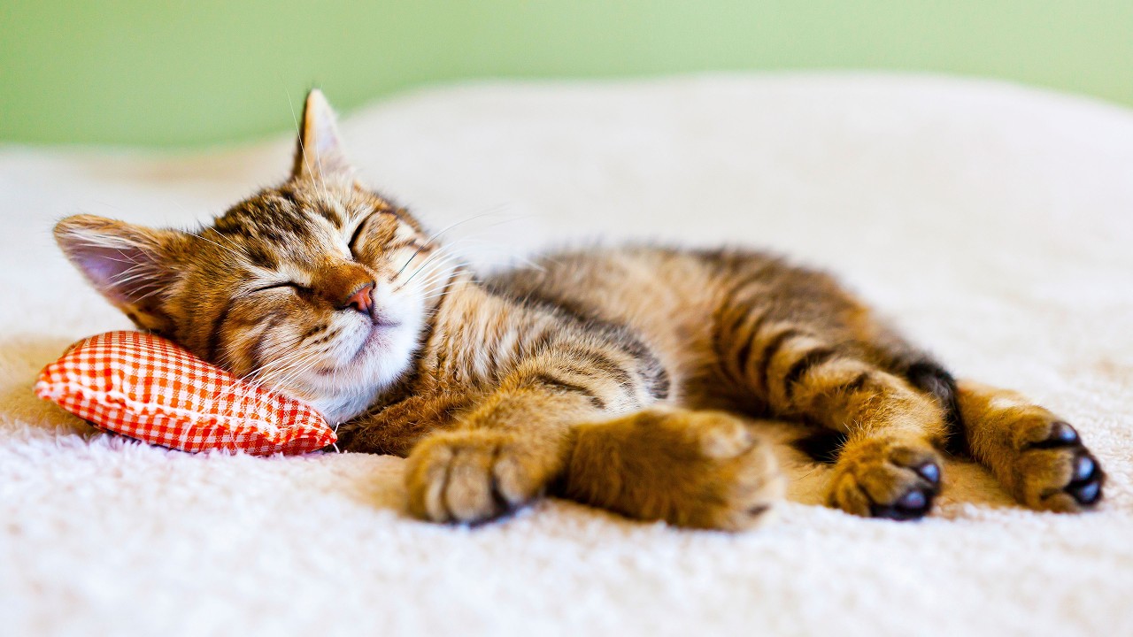 Einschlafmusik für Katzen - Musik für Katzen zum Entspannen und Einschlafen, Schlafmusik für Katzen