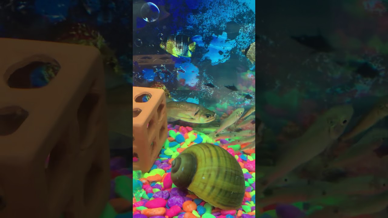 School of fishes (Julien’s Golden Carp)