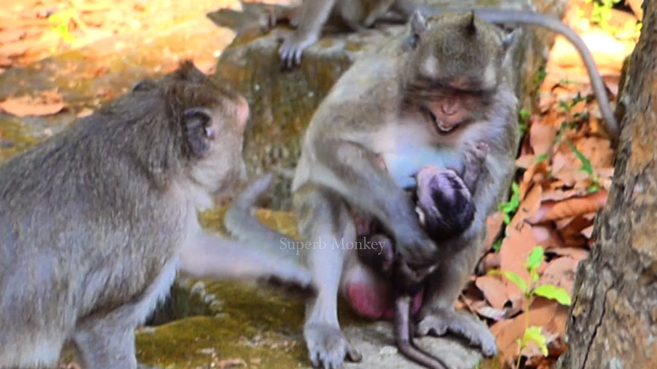 Deep cares...! Great young mom Jazzy quickly embraces baby Jiva, When Julina wanna to communicate