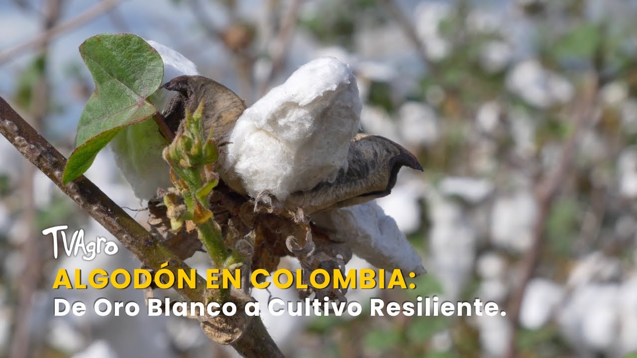 Algodón en Colombia: De Oro Blanco a Cultivo Resiliente - TvAgro por Juan Gonzalo Angel