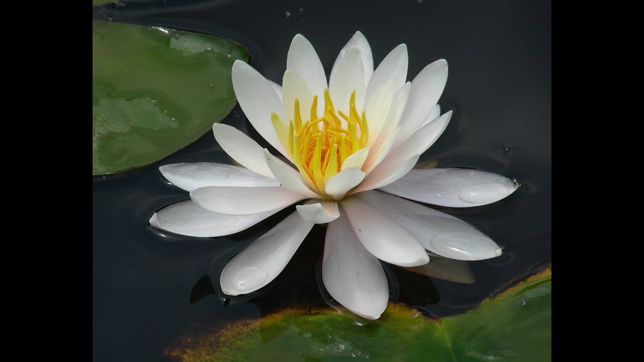 jolis coeurs 1