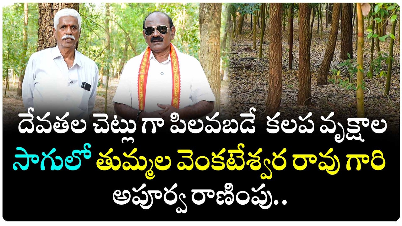 దేవతల చెట్లు గా పిలవబడే వివిధ కలప వృక్షాల సాగులో తుమ్మల వెంకటేశ్వర రావు గారి అపూర్వ రాణింపు..