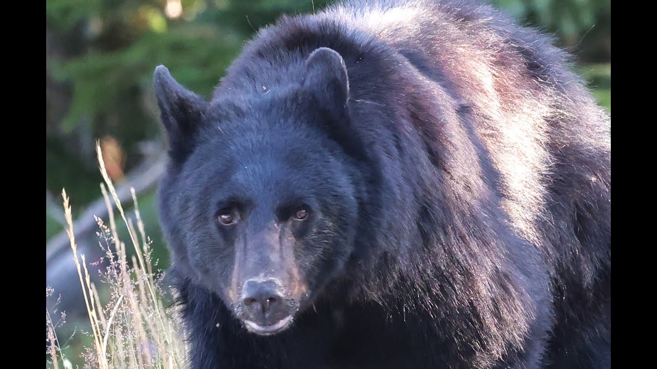 Grizzlies, Wolves, Elk, Moose, Coyotes , Big Horn Sheep in Yellowstone Aug  to Sept 2024
