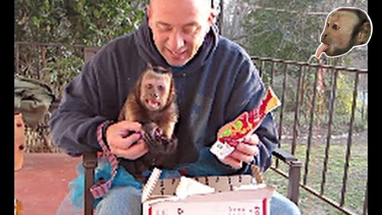 Capuchin Monkey Gets AWESOME Mail!