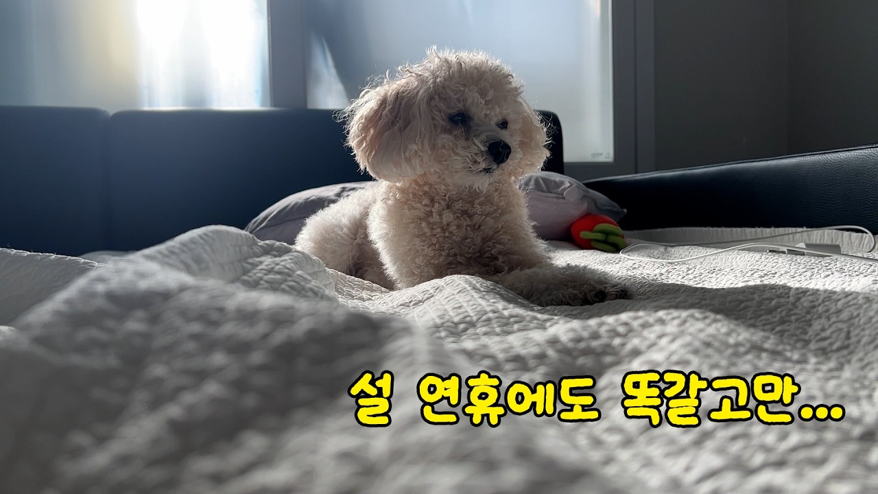 평소랑 다를 게 없는 설 연휴 강아지 브이로그