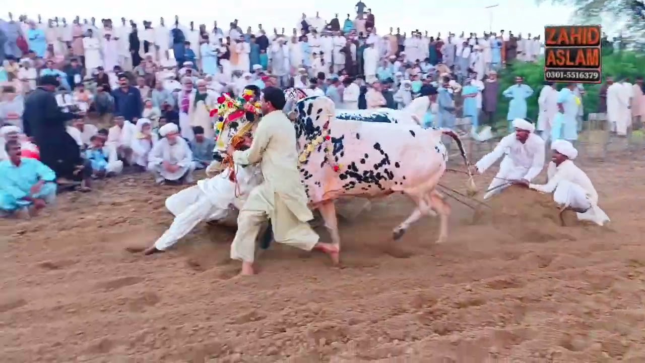 تلہ گنگ جلسہ بیل پارٹ 2