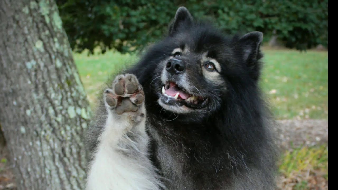 Clancy, the Fluffy Trick Dog (Keeshond) GRAND Champion Trick Dog submission video