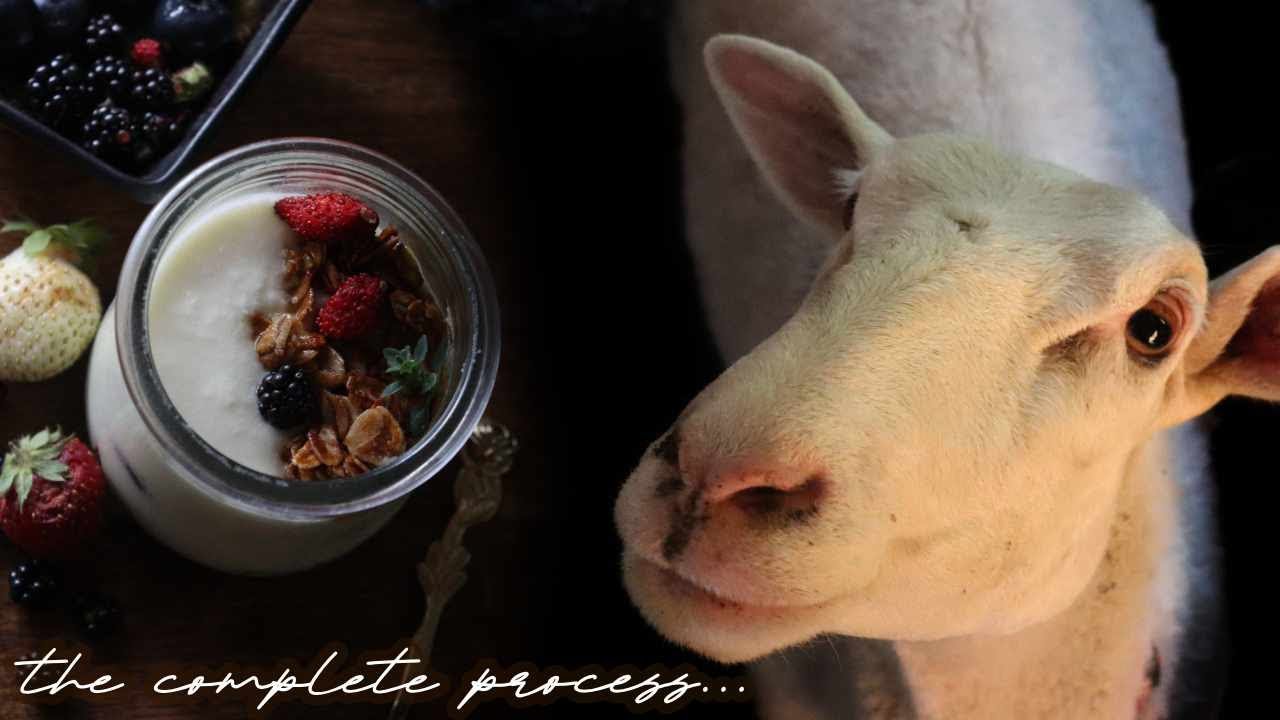 Simple, easy YOGURT 🐑 Country Life 🐑  [Dairy Sheep Chronicles]