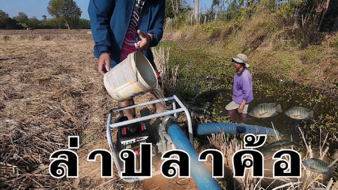 #สูบน้ำ #จับปลา #บรรยากาศ #ต่างจังหวัด #สุรินทร์ #ปลาช่อน
