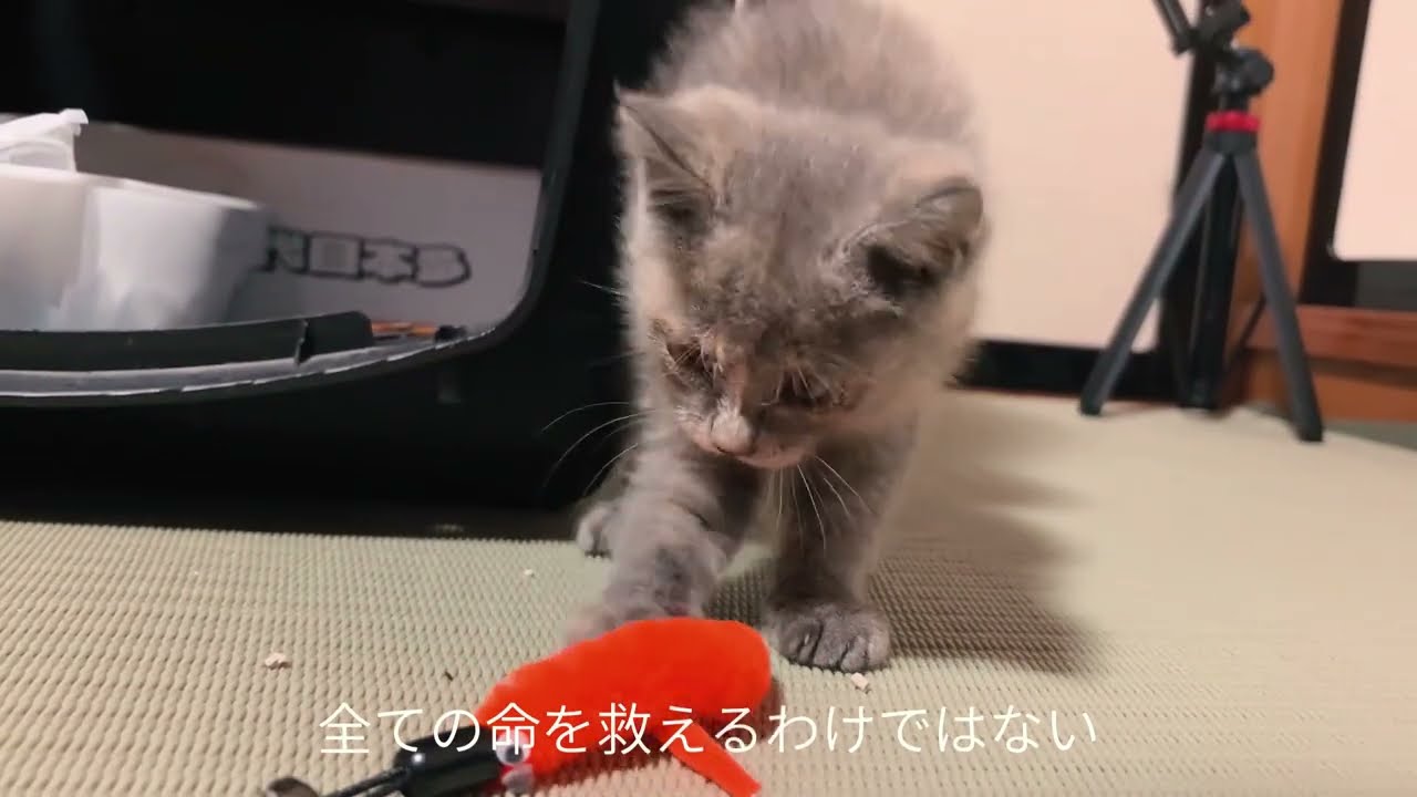 7日間で子猫が元気に！奇跡の回復物語