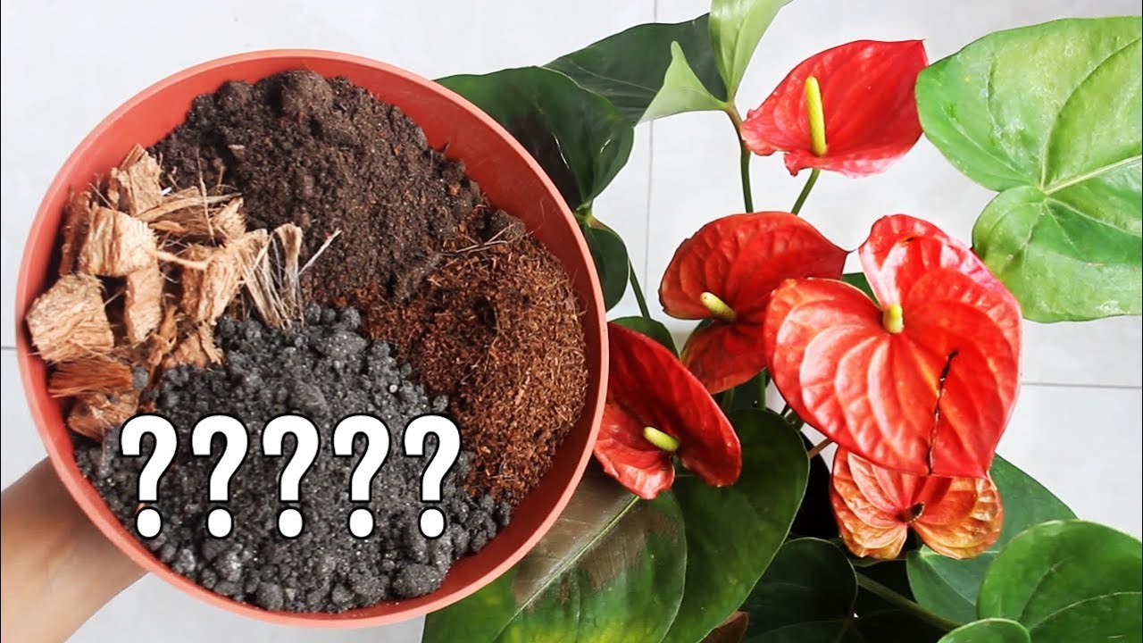BEST Potting Soil MIX for Anthurium Plant?