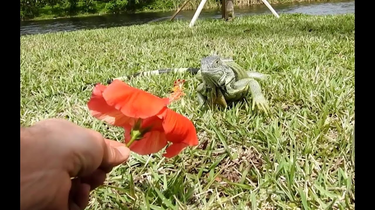Une fleur pour l'iguane