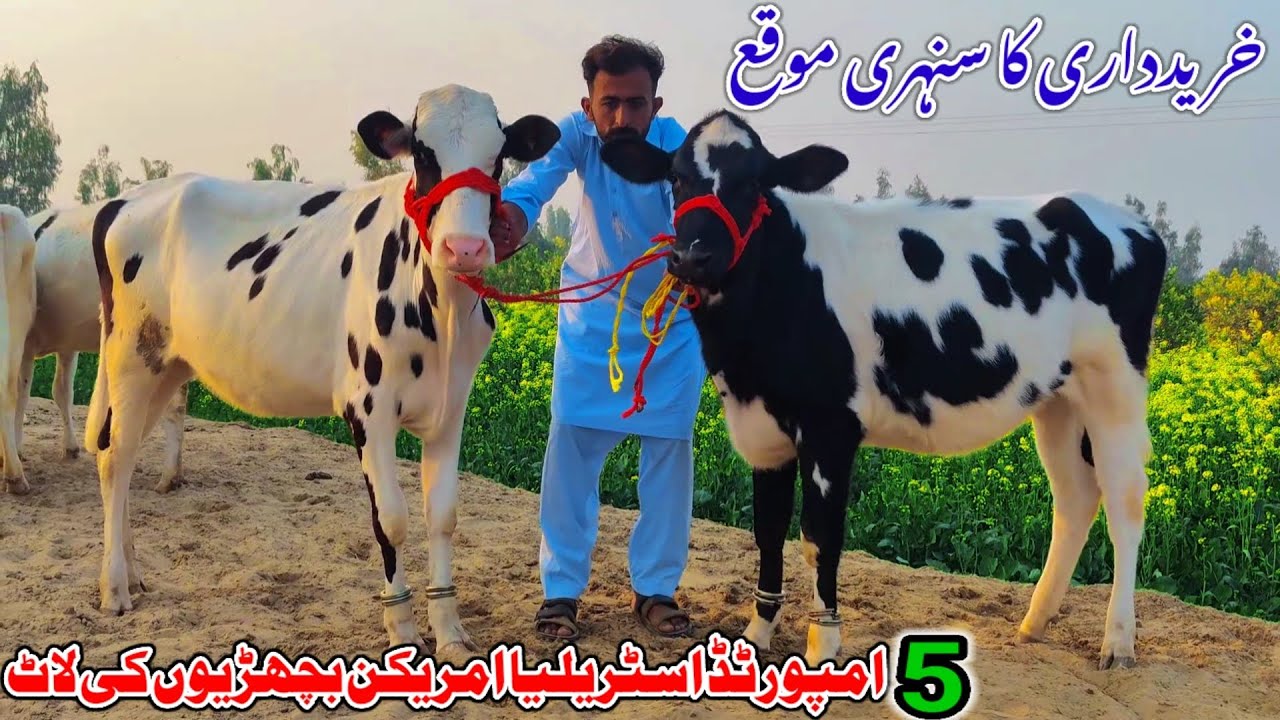 Mashaallah so beautifully HF heifers available for sale Australia American Dutch freezen 03017225604