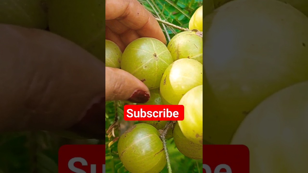 Awala awala #awala #murabbarecipe #healthy #delicious #food #recipe #youtubeshorts