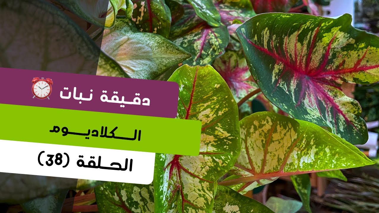 دقيقة نبات |٣٨| طرق العناية بنبات الكلاديوم Caladium | care tips