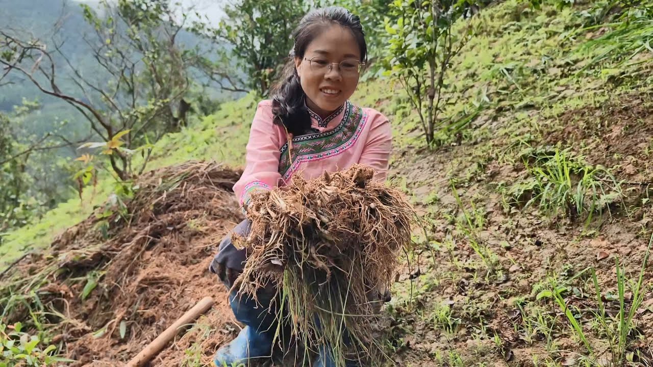 野生藠頭之魅，從山上到餐桌的美食之旅，挖掘與烹飪的完美結合【農人家三嫂】