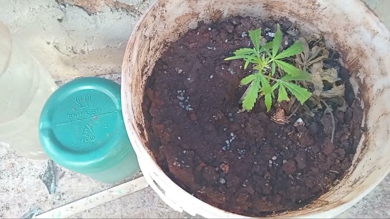 Flora&ccedil;&atilde;o no cultivo outdoor