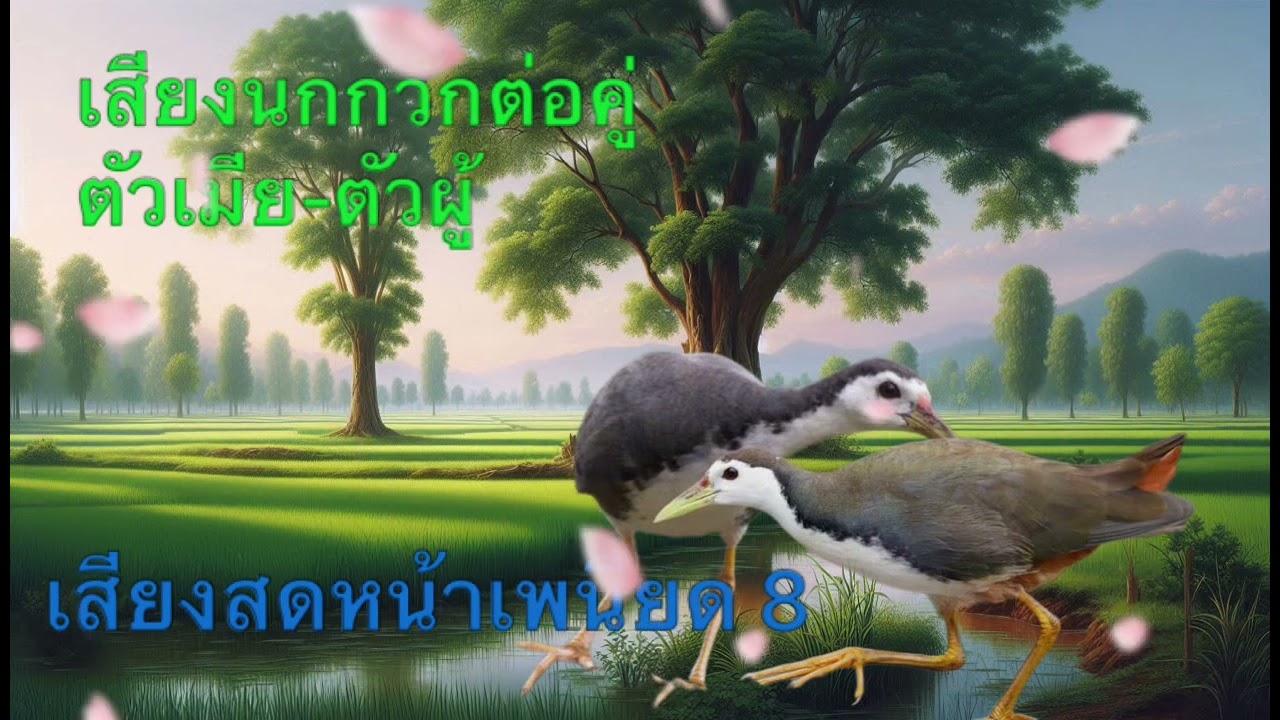 เสียงนกกวักตัวเมีย ตัวผู้ เสียงสดหน้าเพนียด 8 | ผา ทรนง