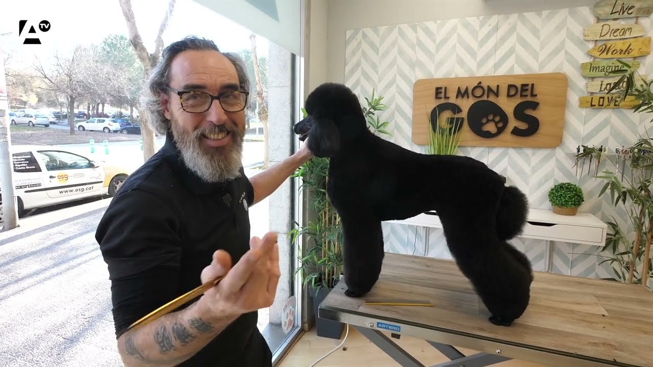Caniche Gigante crte comercial Enric Vilavedra