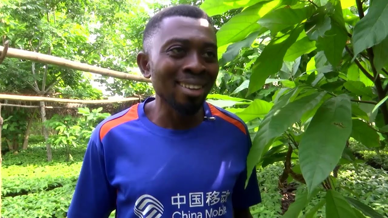 'Cocoa boys' flock to Nigerian farmlands, drawn by high prices | REUTERS