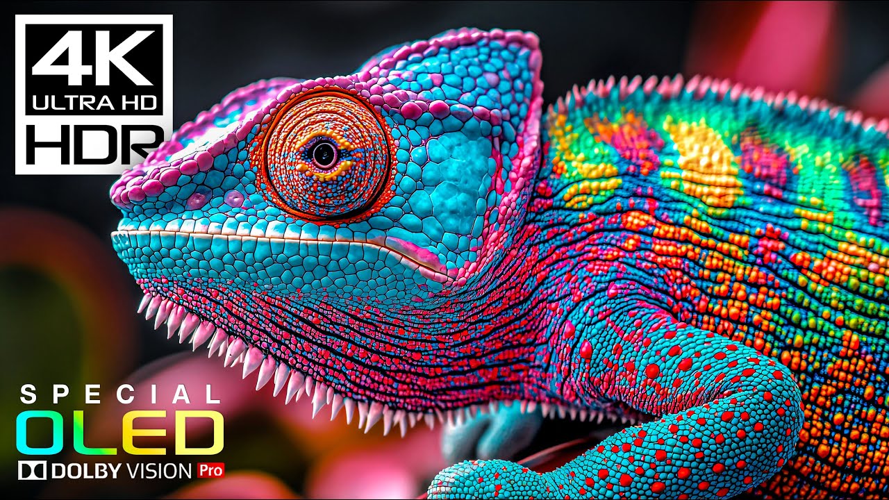 INSANE 4K Videos at 120fps | 4K HDR Dolby Vision (8K/4K TV)