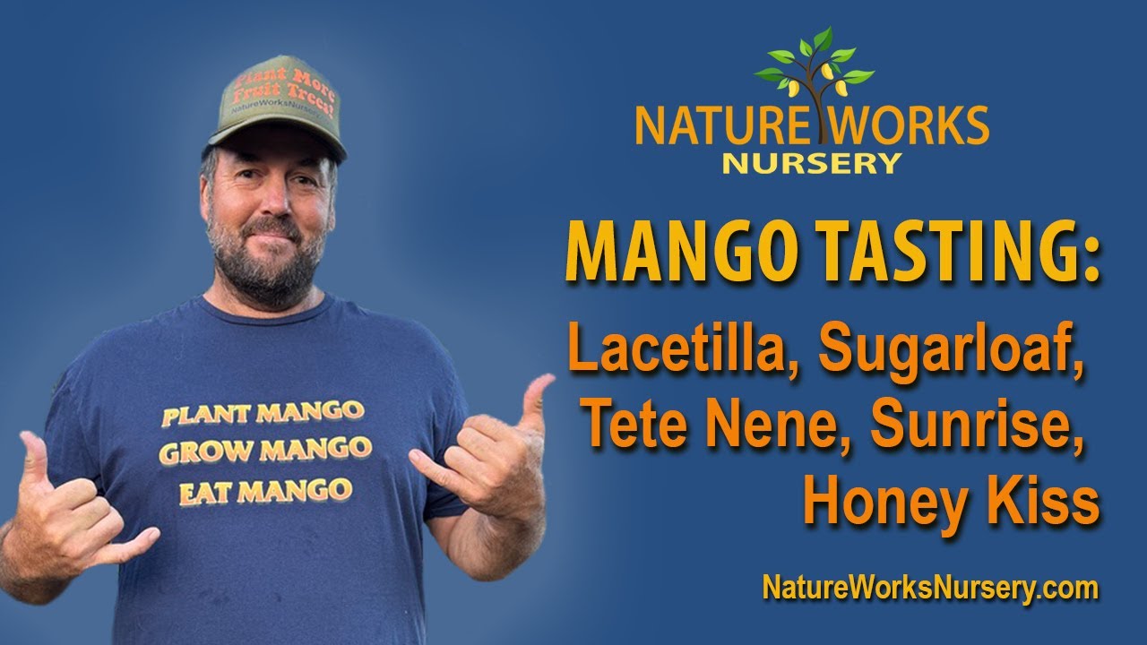 Mango Tasting: Lancetilla, Sugarloaf, Tete Nene, Sunrise & Honey Kiss