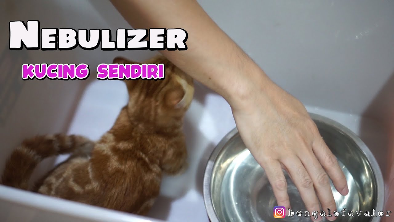 LILI DI UAP BIAR PERNAFASANNYA LEGA
