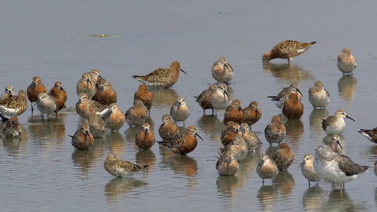 Shorebirds on Migration through Hong Kong