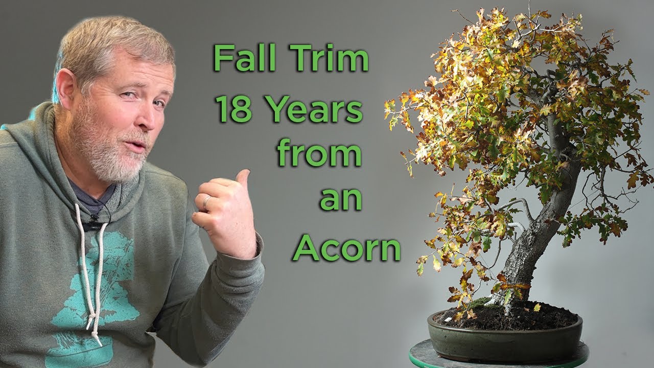 Bonsaify | Valley Oak Bonsai Tree Fall Cleanup