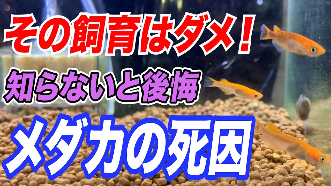 【初心者は要注意】メダカの死因5選　原因と対策の方法を解説【観賞魚】【アクアリウム】