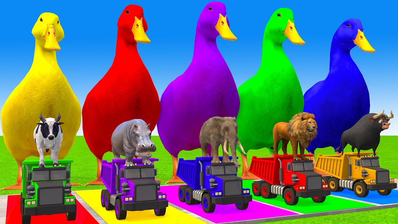 5 Giant Duck Cartoon,Cow,Elephant,Tiger,Lion,Gorilla, Paint Wild Animals Crossing Fountain Animation