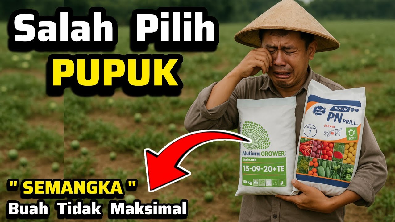 ‼️Jangan Asal Pakai Pupuk‼️Pupuk Mahal Hasil Minus 😂 Cara Hitung Pupuk Untuk Semangka ✅ Buah Jumbo ✅
