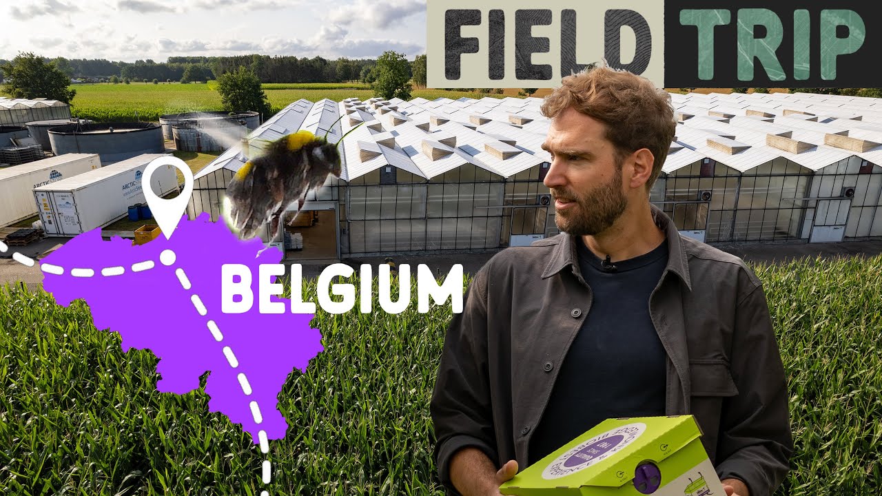 Des insectes remplacent les pesticides : biocontr&ocirc;le innovant en Belgique