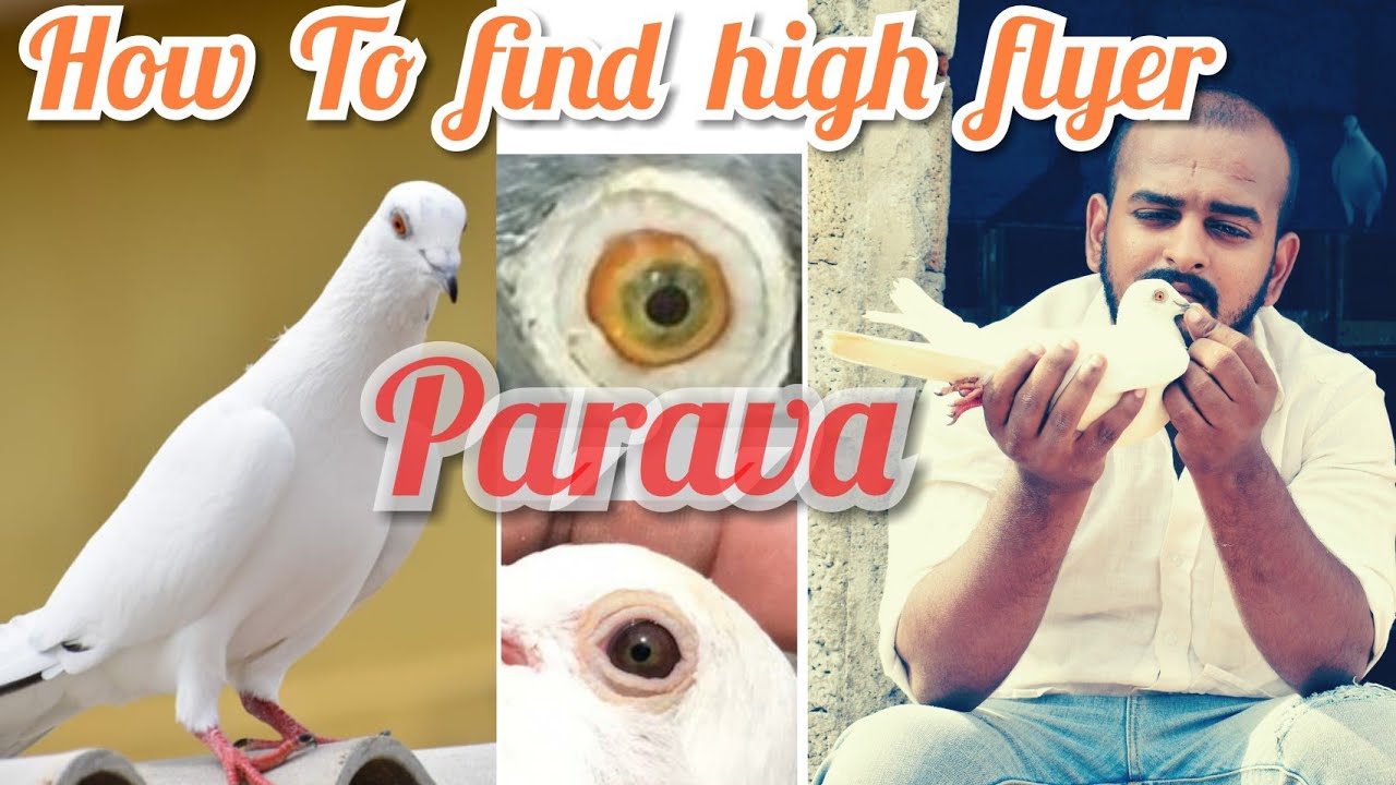 how to find good quality parava or high flyer pigeons in tamil