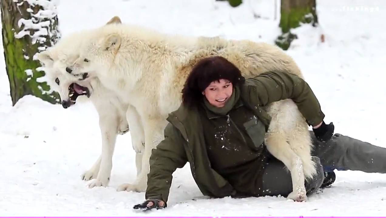 Wolves in the snow - Polarwölfe spielen im Schnee