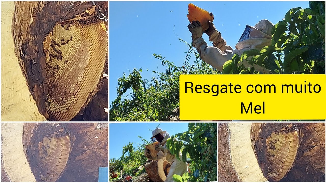 MUITO MEL EM RESGATE DE COL&Ocirc;NIA EM TRONCO GIGANTE  (1 HORA )