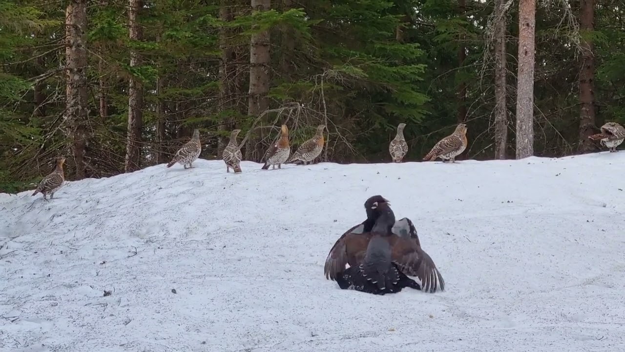 Tiurleik 2022 /  Capercailzie mating game 2022