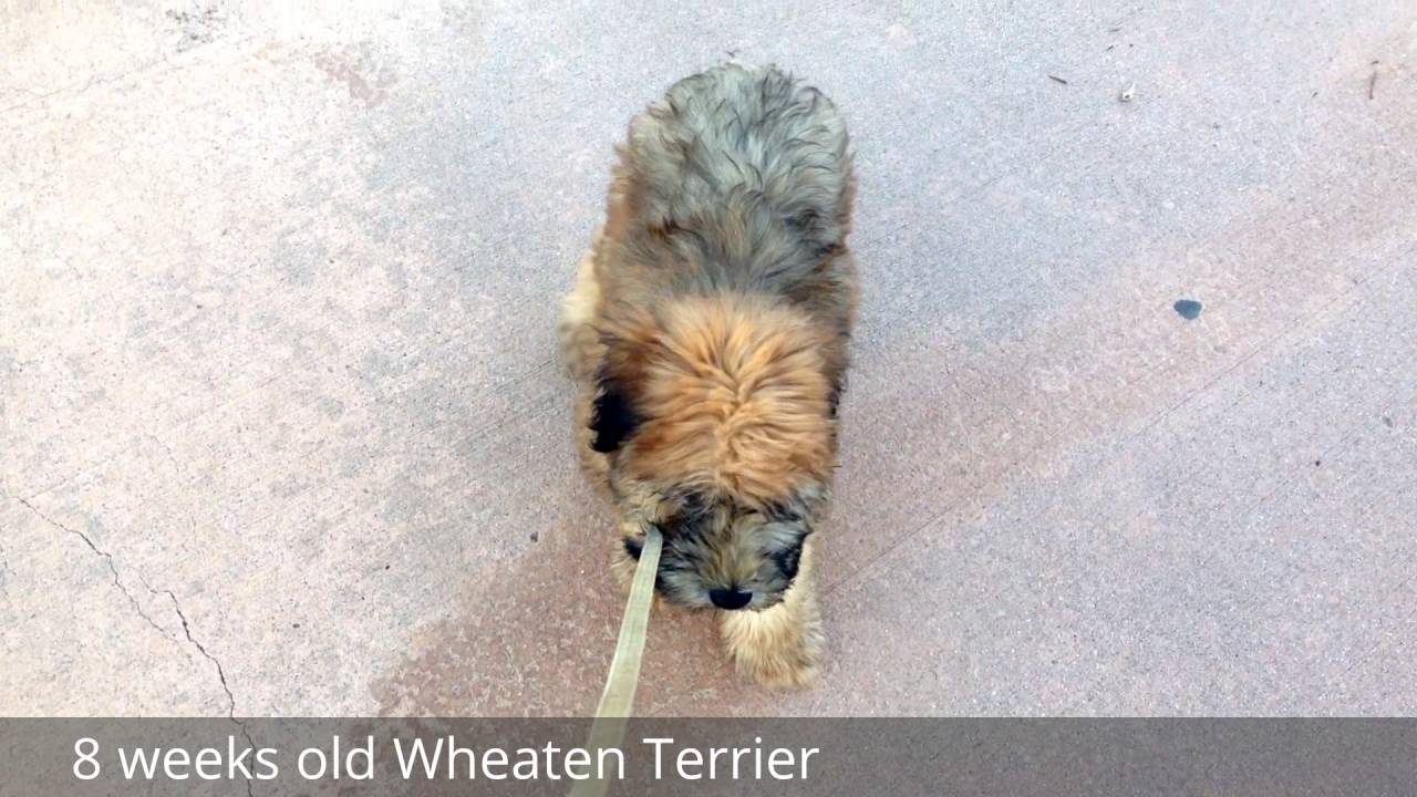 Puppy Training, Heaven Sent K-9