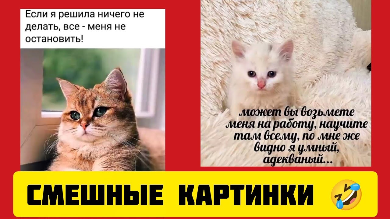 Если я решила ничего не делать, все - меня не остановить!😁смешные картинки и весёлая музыка 🤣