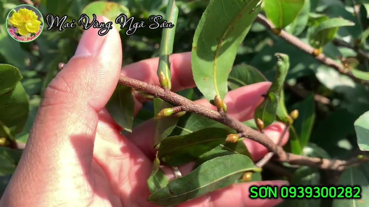 Tác hại nghiêm trọng khi sử dụng phân kali nuôi nụ mai mọi người cần biết