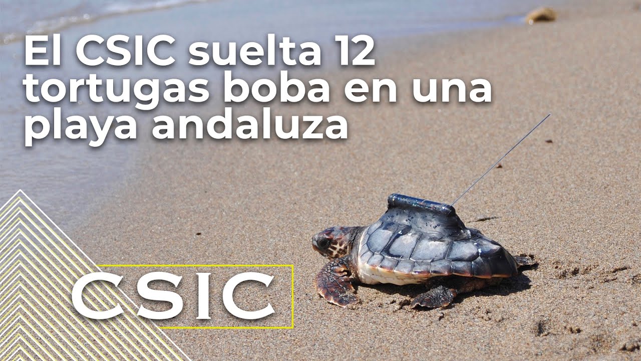 El CSIC suelta 12 tortugas boba en una playa andaluza