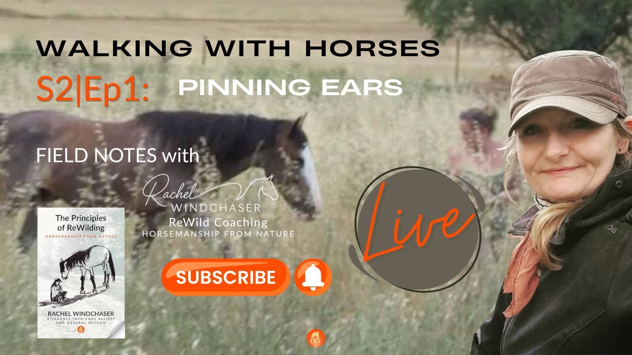 SE2:EP1 Pinned Ears in Horses Aren’t the Problem, Here’s What They’re Telling You #ListenToHorses