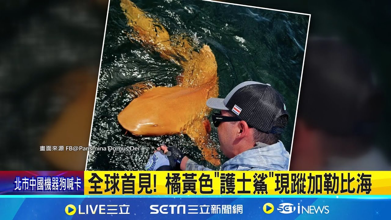 全球首見! 橘黃色